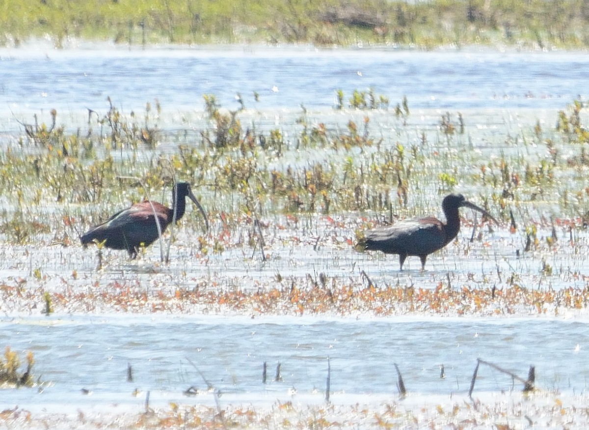 ibis americký - ML230616751
