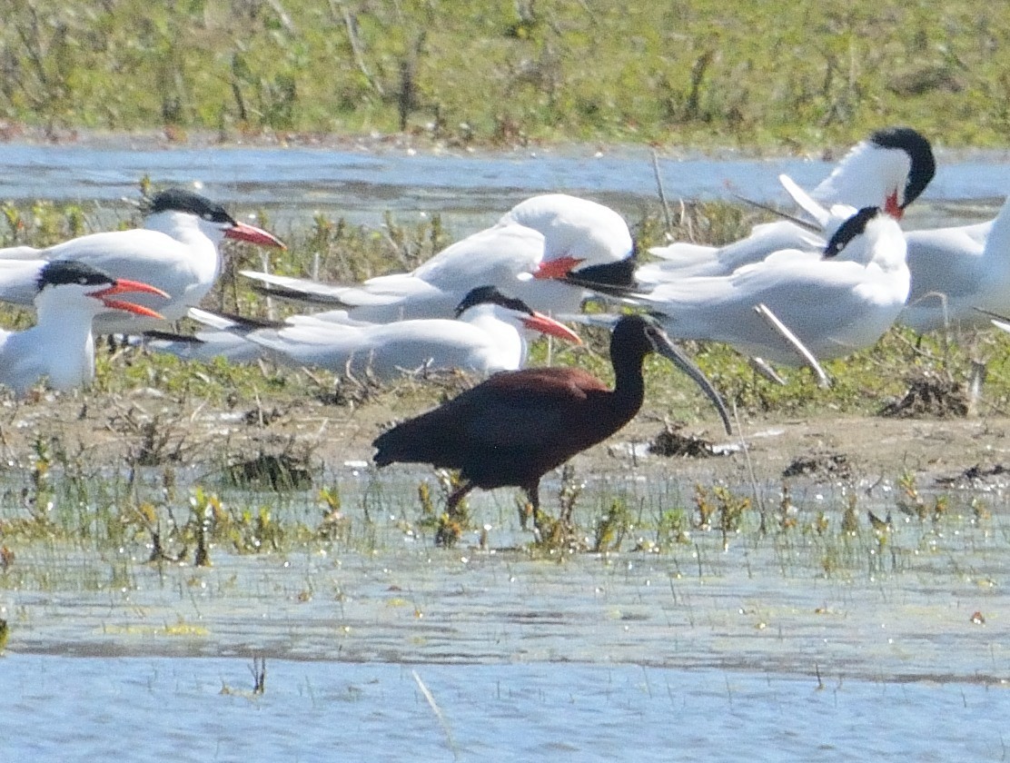 ibis americký - ML230616791