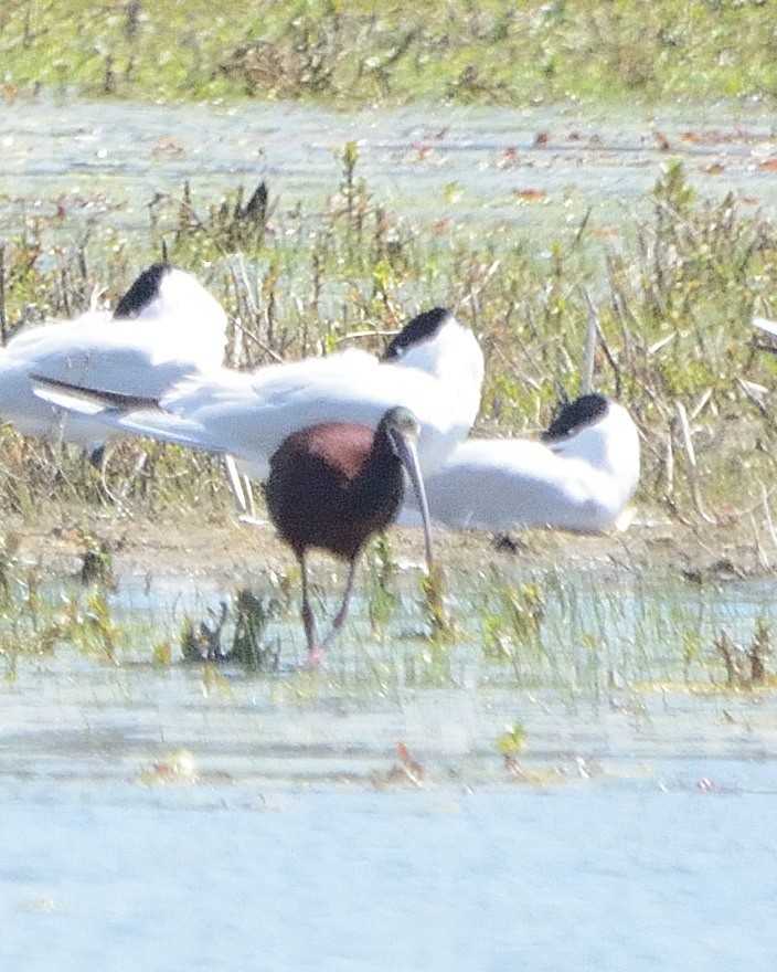 White-faced Ibis - ML230616821