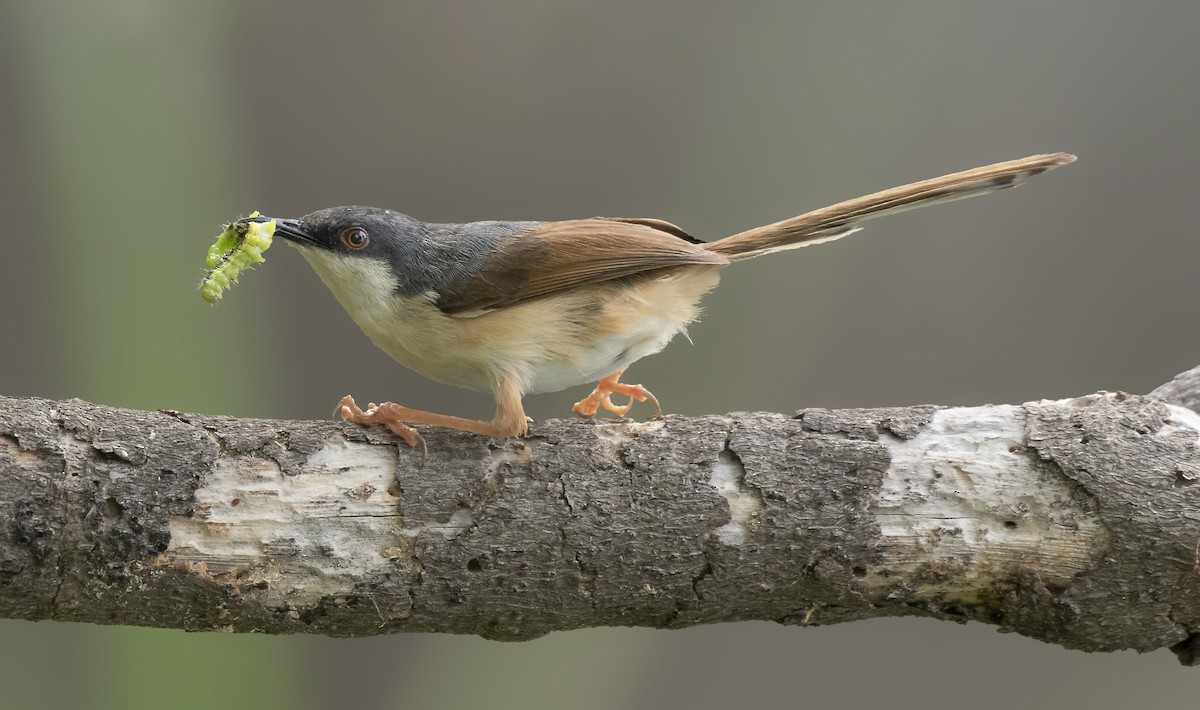 Ashy Prinia - ML230617671