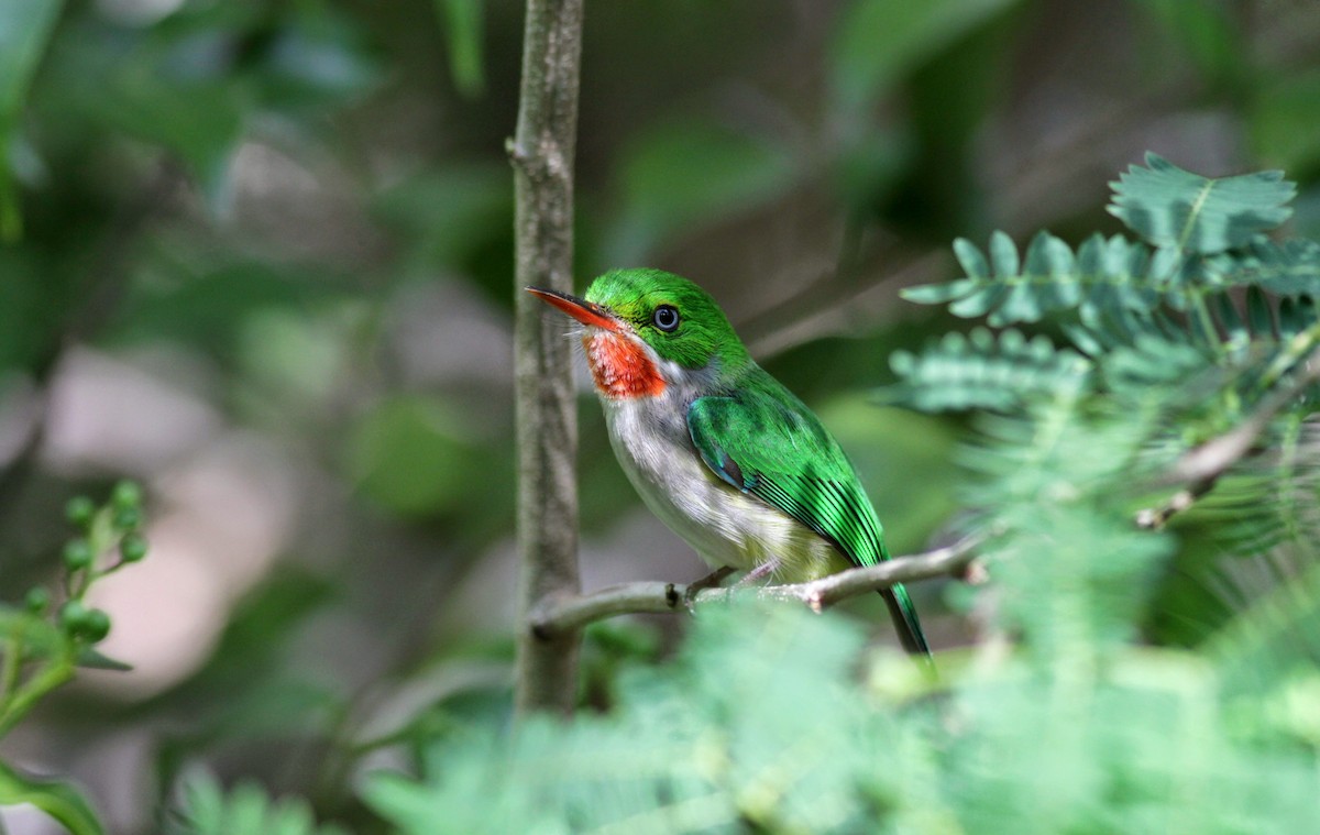 Puerto Rican Tody - Jay McGowan