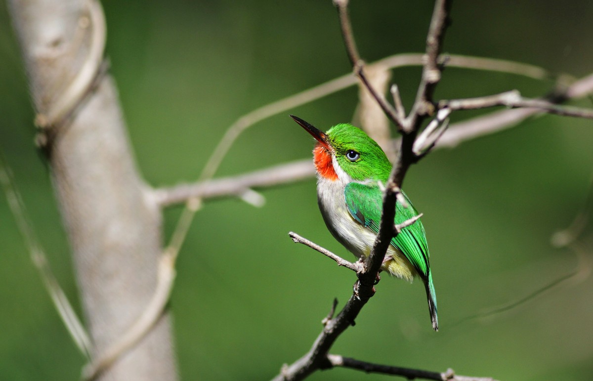 Puerto Rican Tody - Jay McGowan