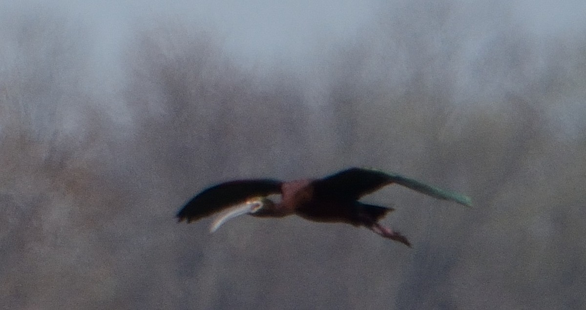 ibis americký - ML230618051