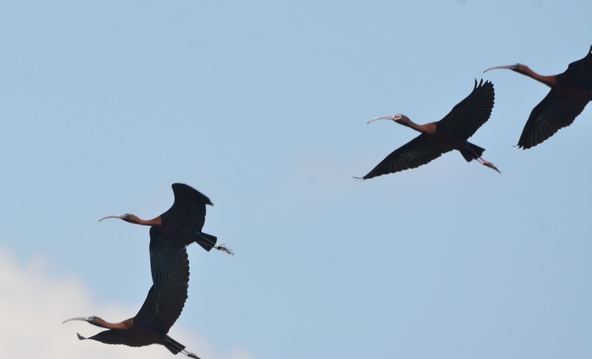 ibis americký - ML230618161