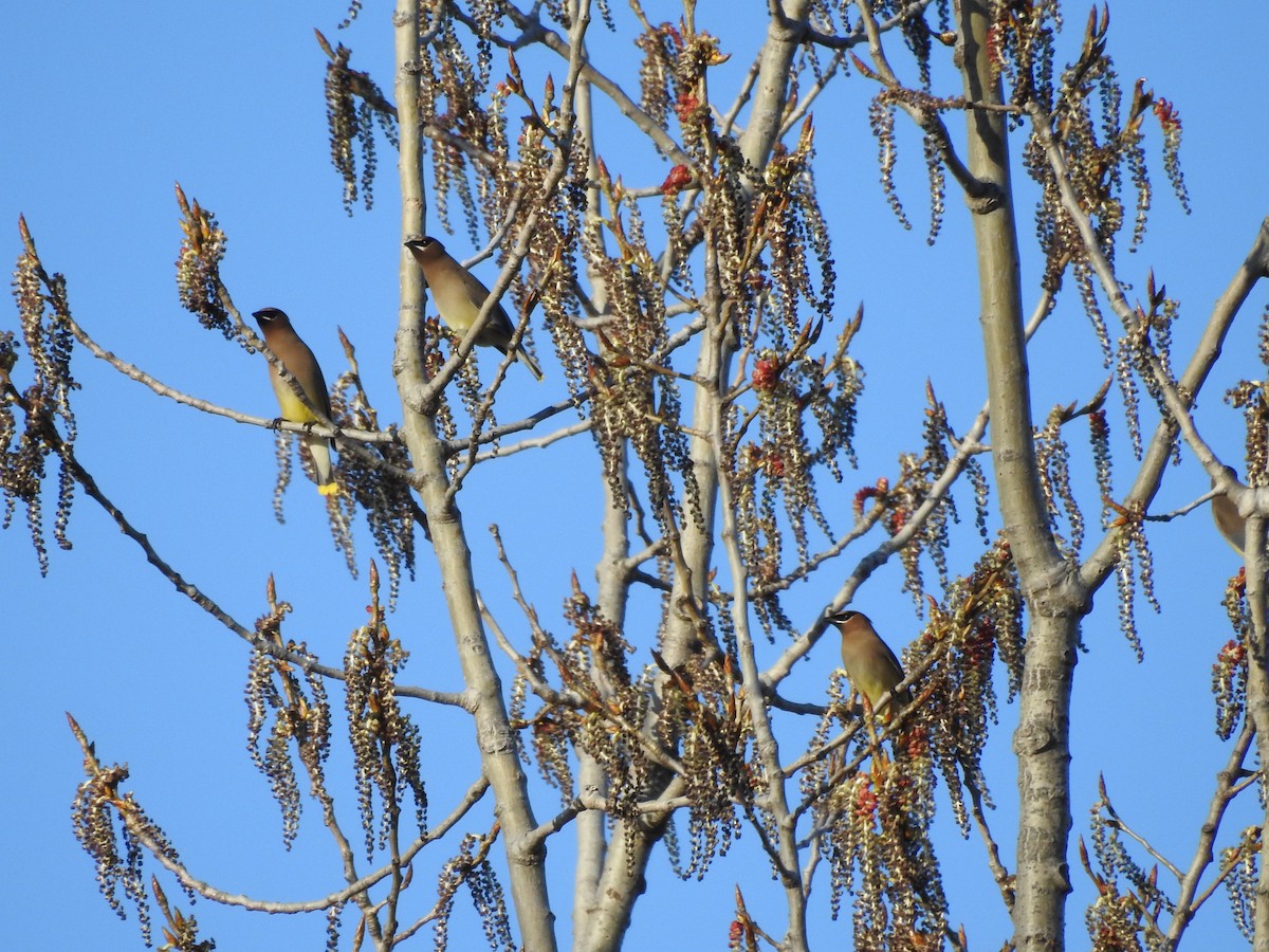 Cedar Waxwing - ML230618241