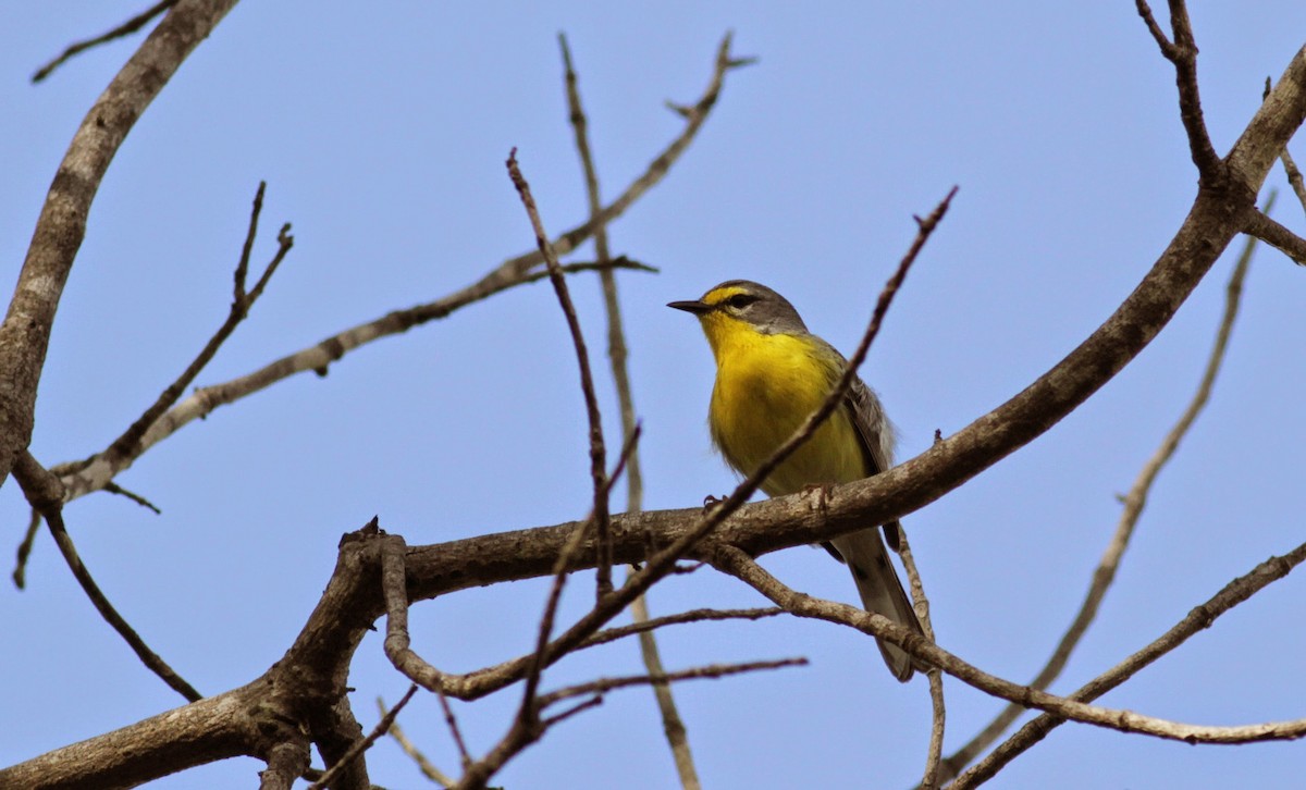 Paruline d'Adelaide - ML23061851