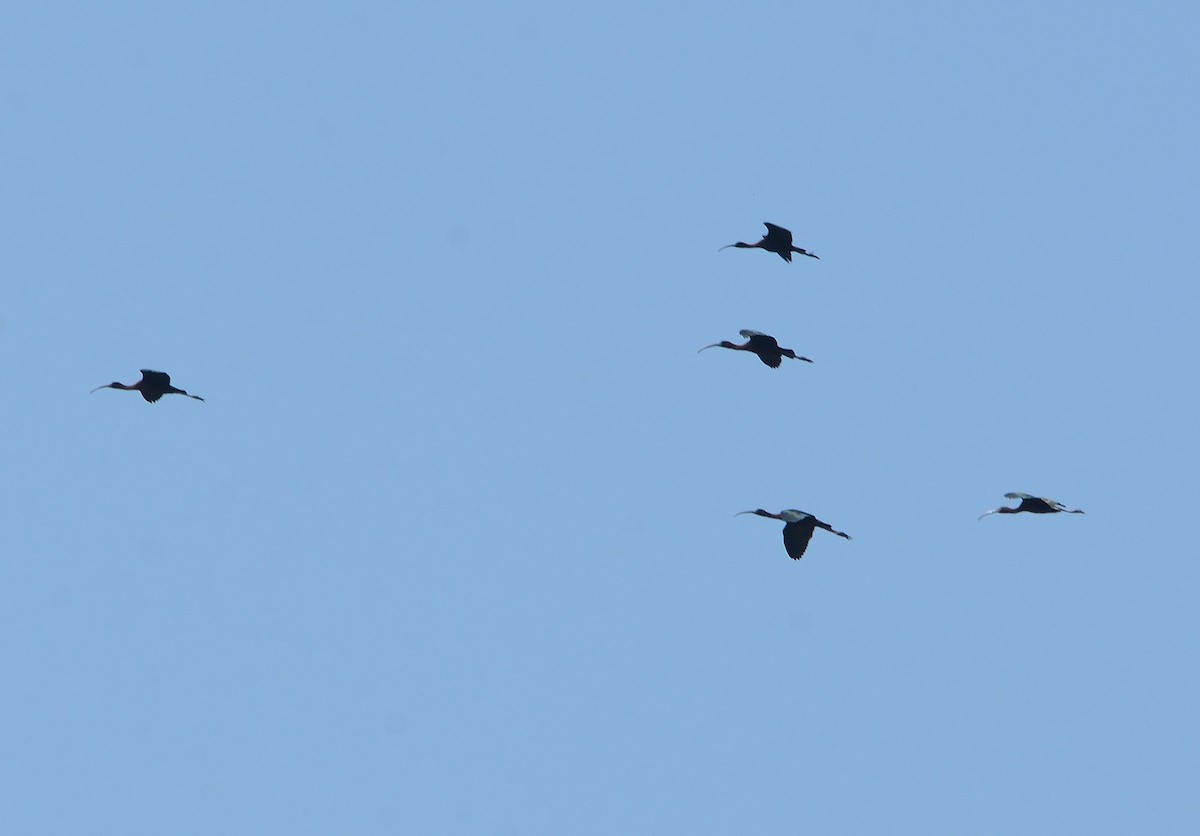 ibis hnědý - ML230618711