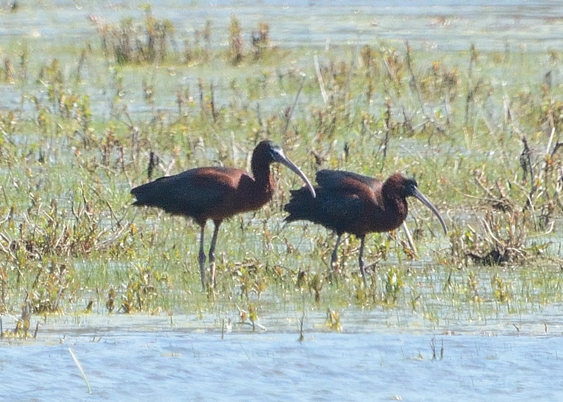 ibis hnědý - ML230619041