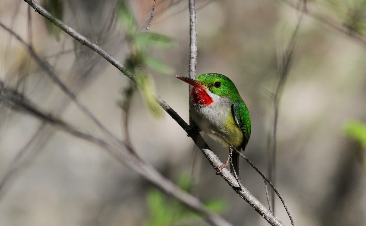 Puerto Rican Tody - Jay McGowan