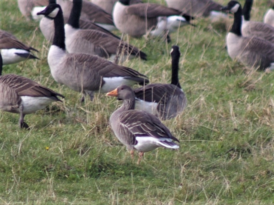 Graylag Goose - Jeff Ogden