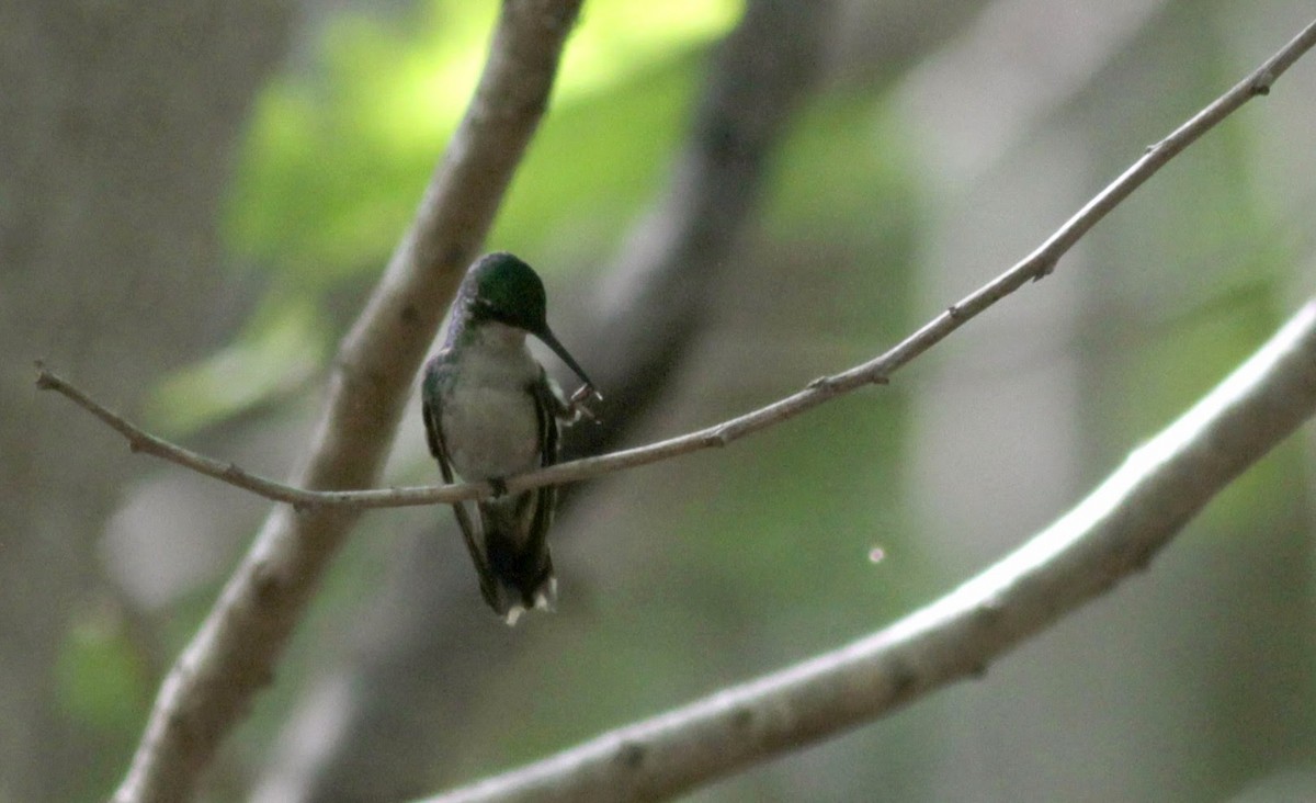 Puerto Rican Emerald - Jay McGowan