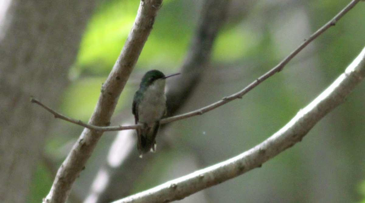 Puerto-Rico-Smaragdkolibri - ML23062061