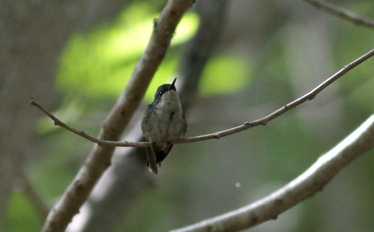 kolibřík portorický - ML23062081
