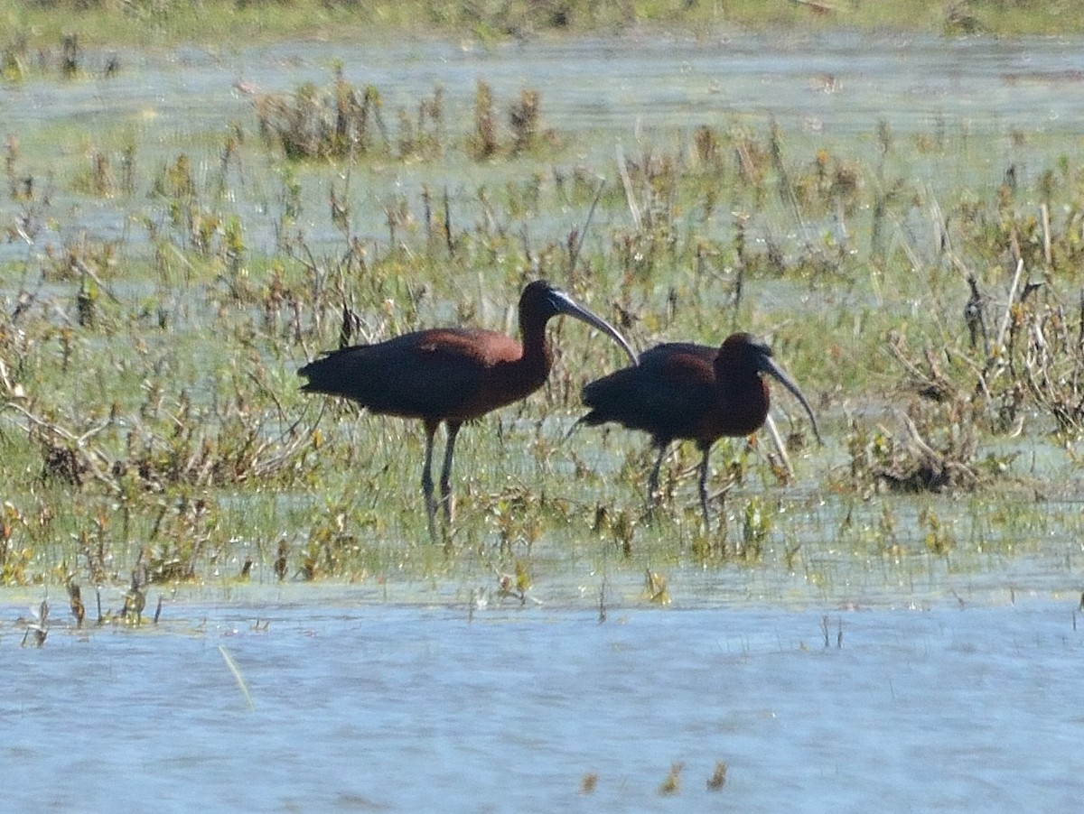 ibis hnědý - ML230620881