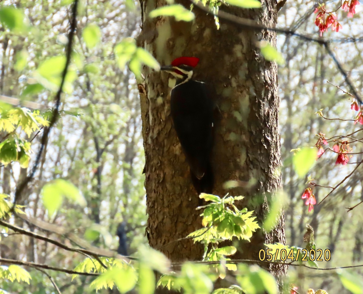 Pileated Woodpecker - ML230621961