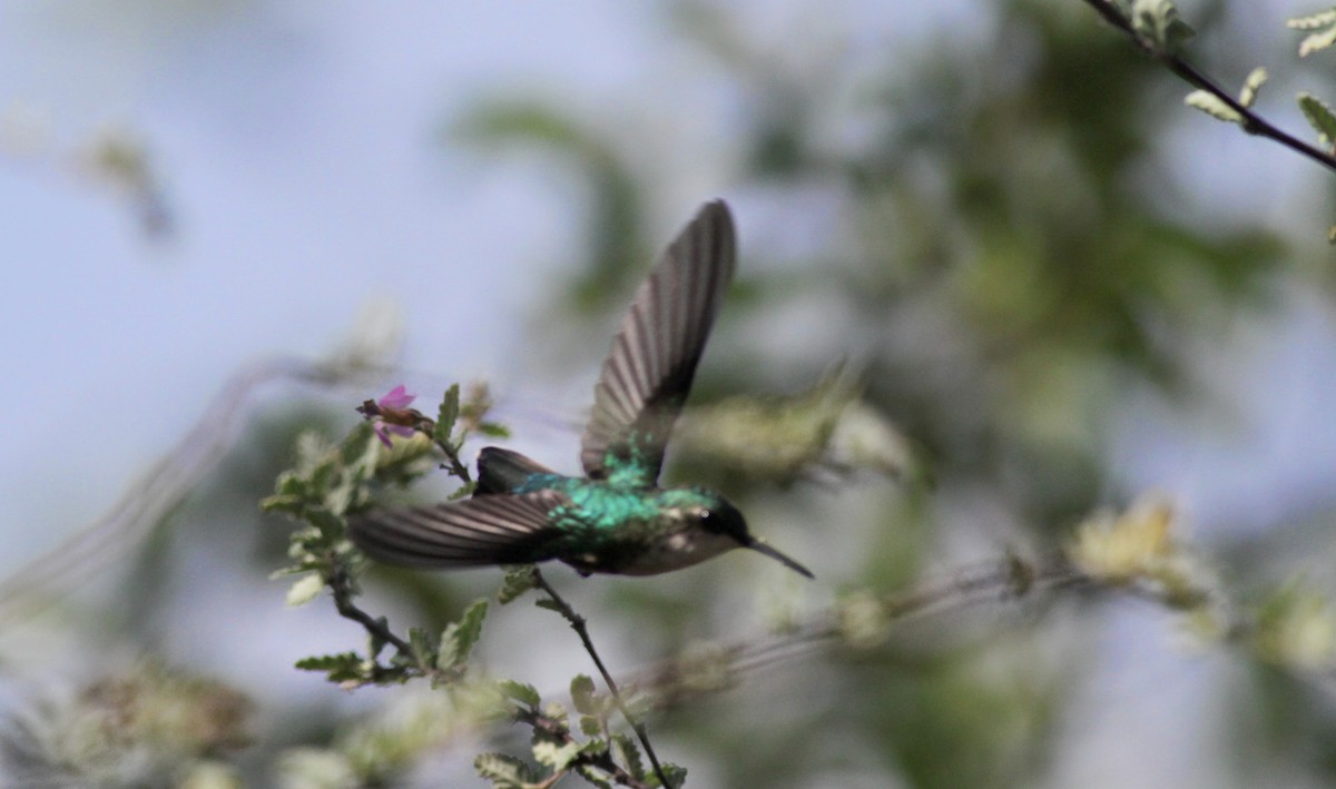 kolibřík portorický - ML23062201