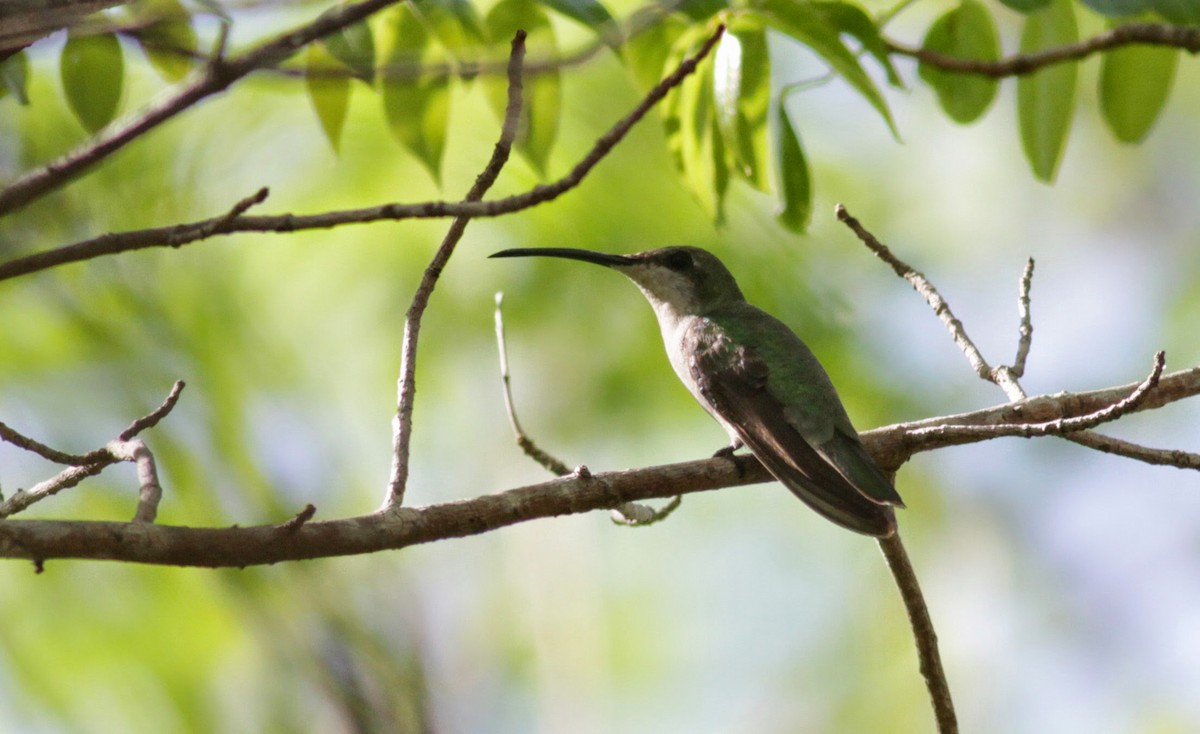 kolibřík tmavoprsý - ML23062261