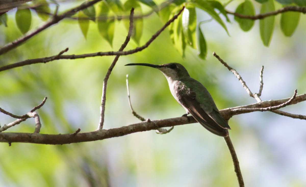 Mango Dominicano (aurulentus) - ML23062261