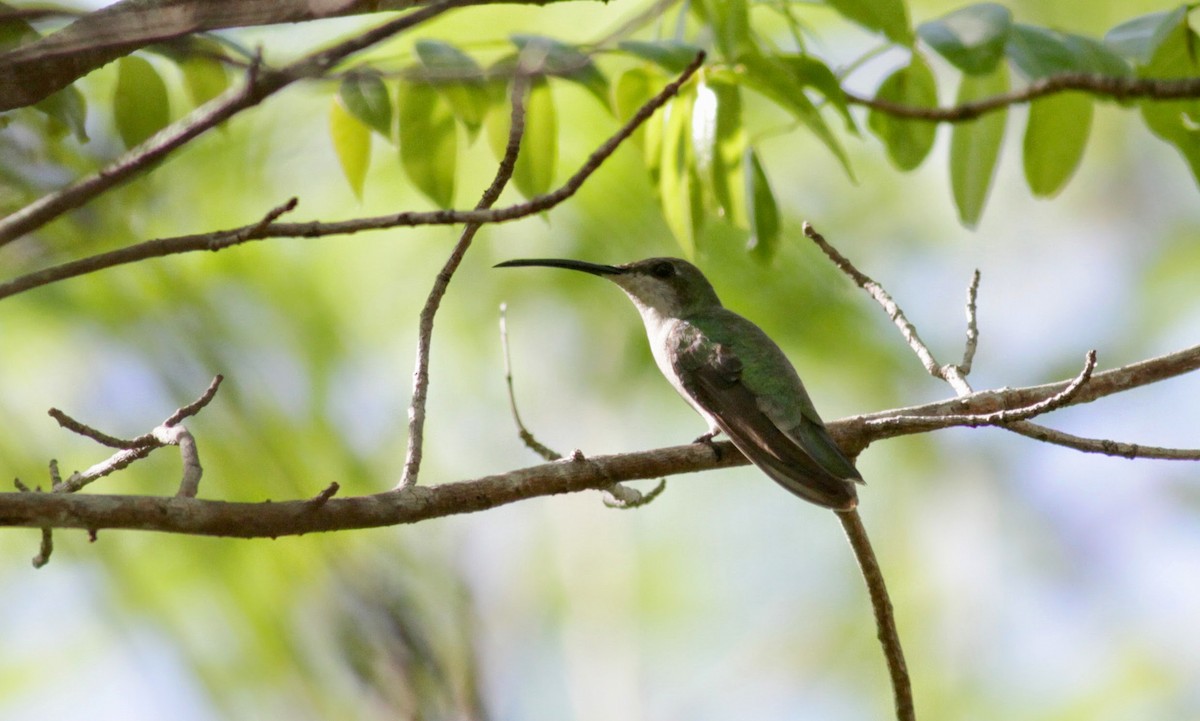 Puerto-Rico-Mangokolibri - ML23062291