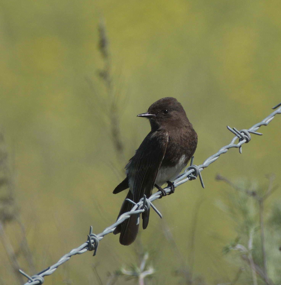 Black Phoebe - DAB DAB