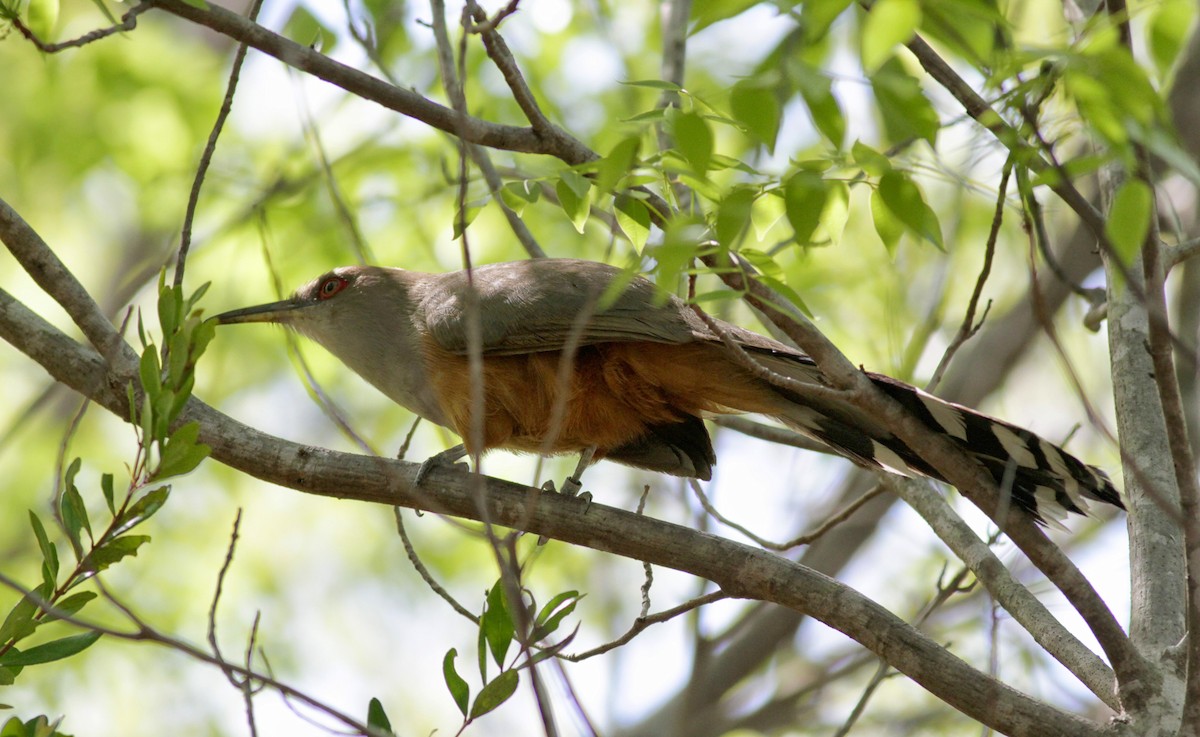 Puerto Rican Lizard-Cuckoo - ML23062491