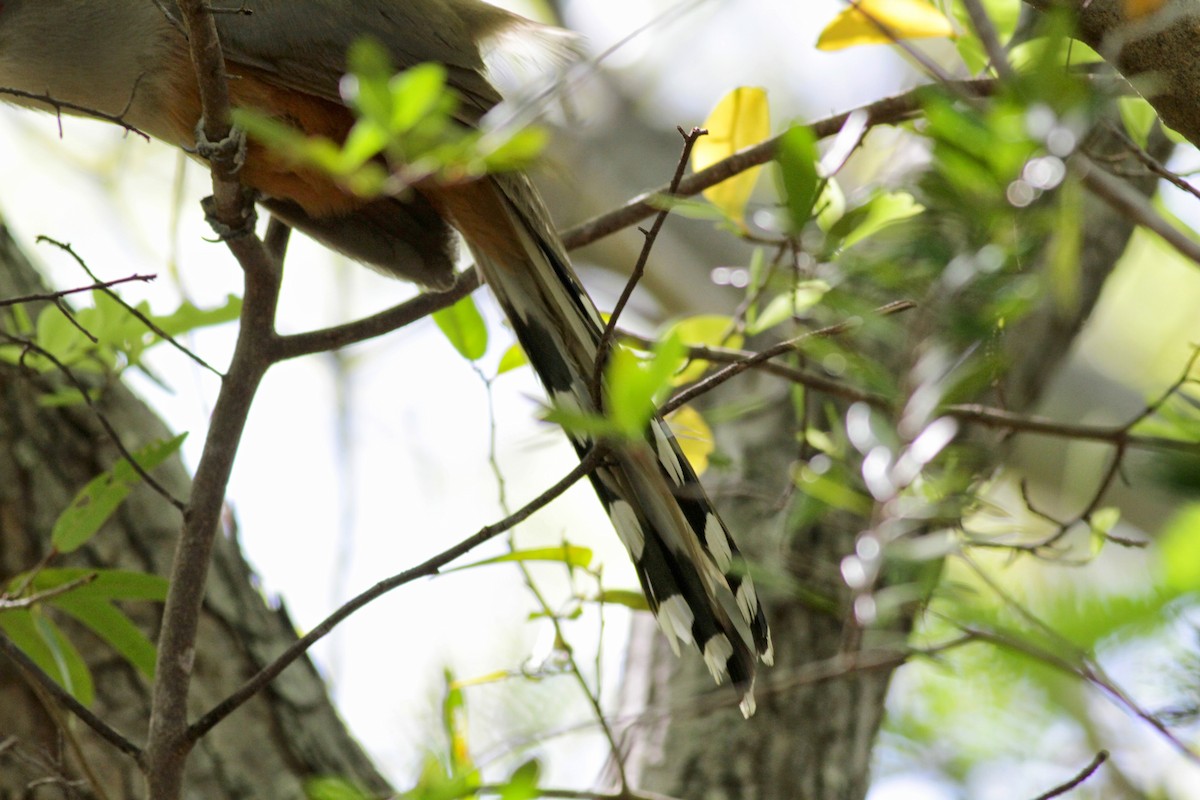 Puerto Rican Lizard-Cuckoo - ML23062531