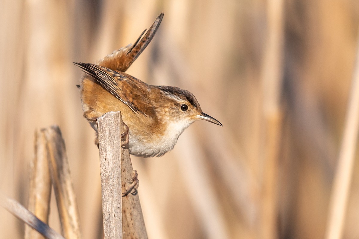 Marsh Wren - ML230625791