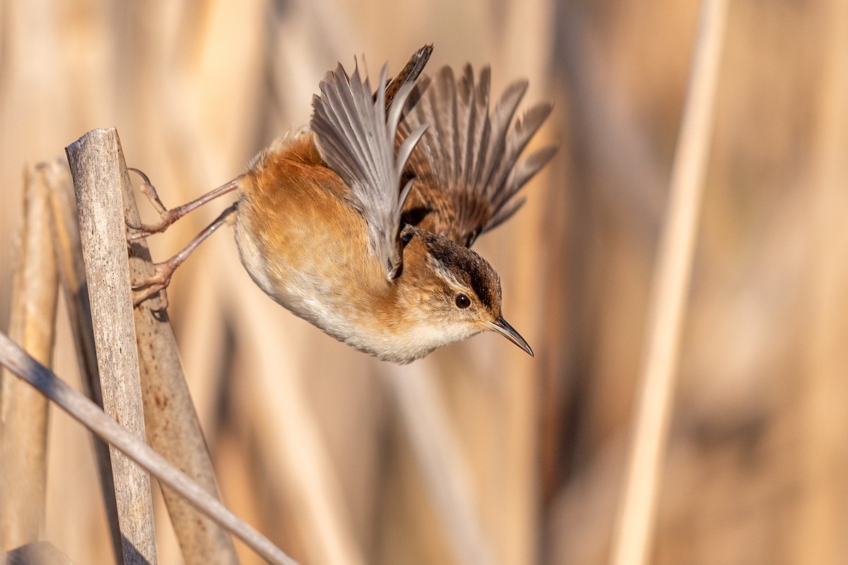 Marsh Wren - ML230625881