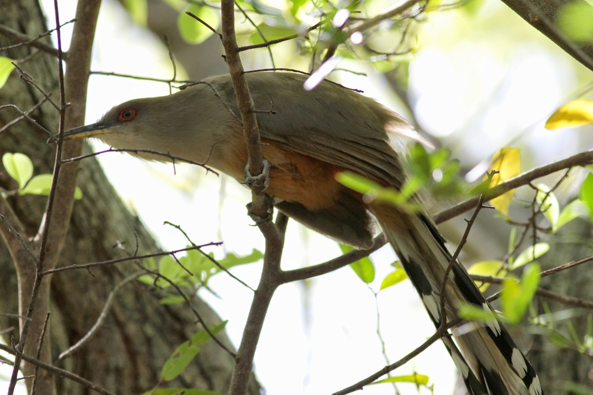 Puerto Rican Lizard-Cuckoo - ML23062591