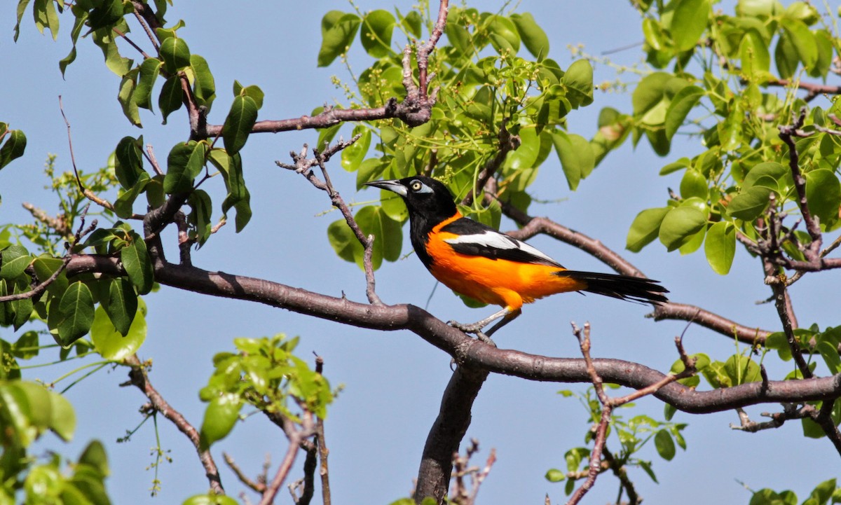 Venezuelan Troupial - ML23062601