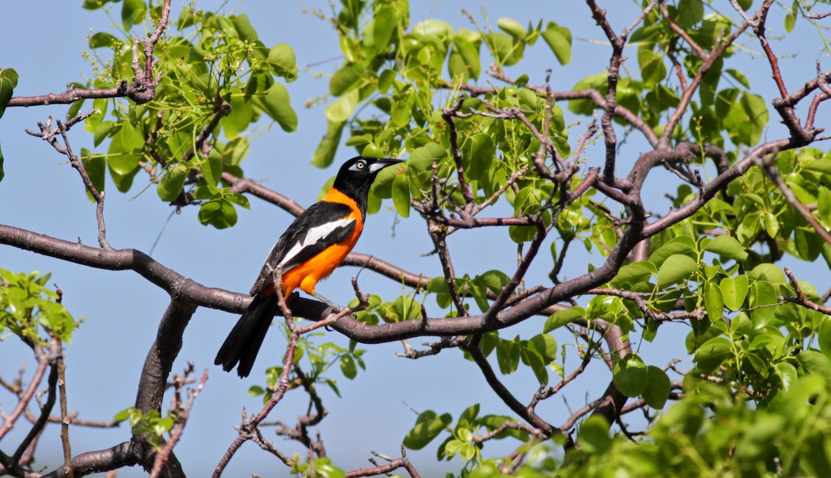 Venezuelan Troupial - Jay McGowan