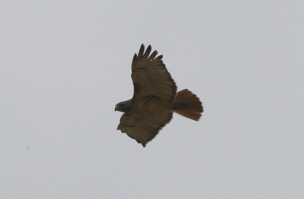 Red-tailed Hawk - ML230626731