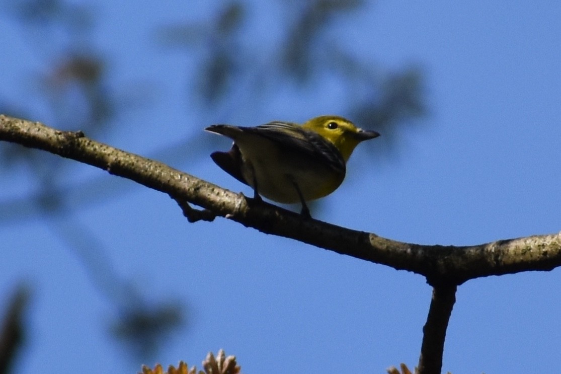 Yellow-throated Vireo - ML230629511