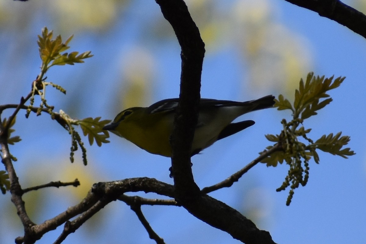 Yellow-throated Vireo - ML230629531