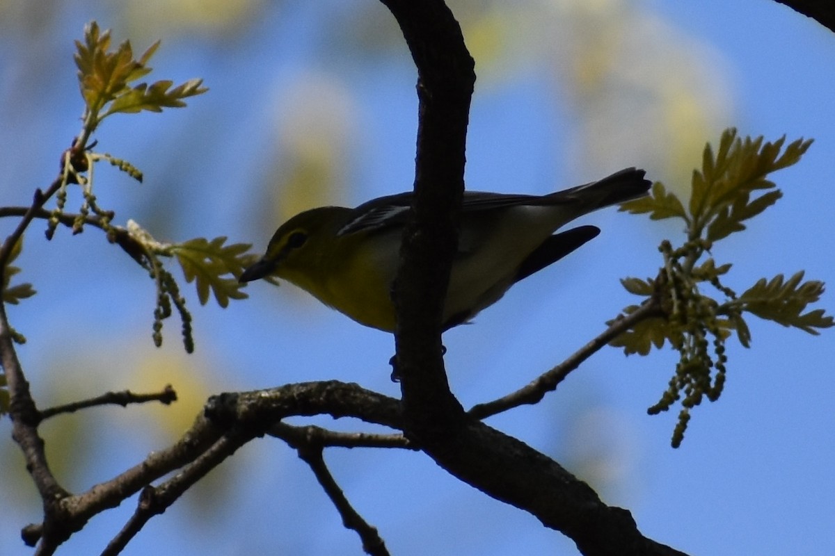 Yellow-throated Vireo - ML230629541