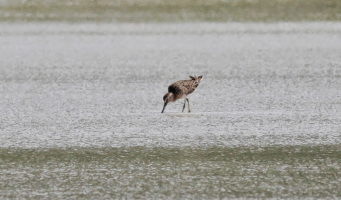 Short-billed Dowitcher - ML23062981