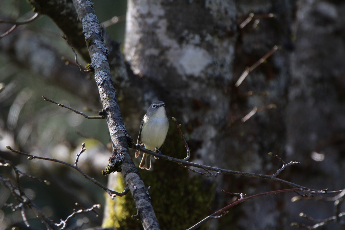 Cassin's Vireo - J Millsaps