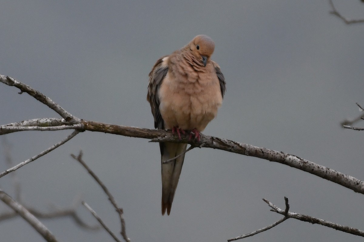 Mourning Dove - ML230630881