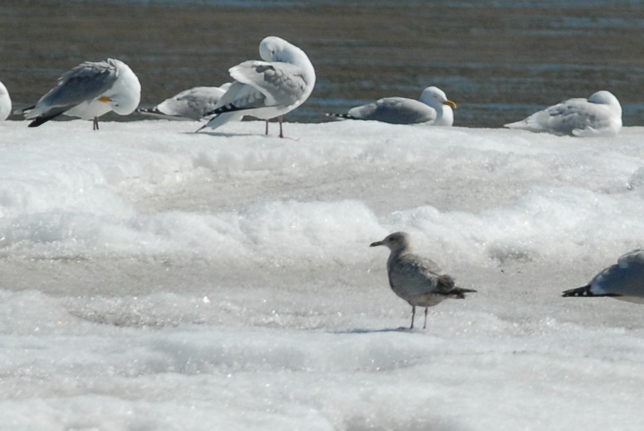 Iceland Gull (Thayer's) - ML230630961