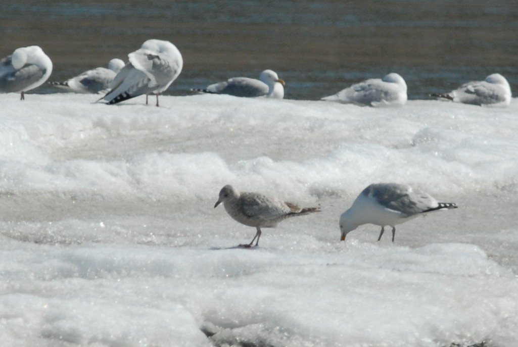 Iceland Gull (Thayer's) - Cameron Eckert