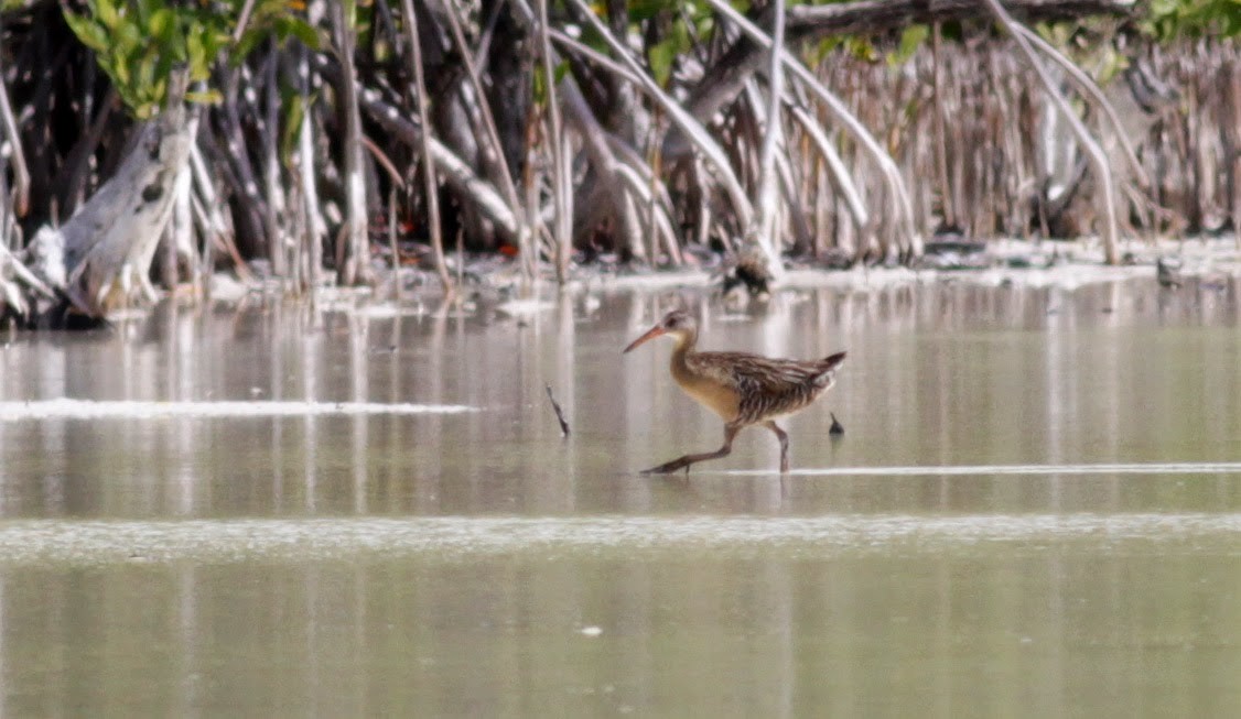 Clapper Rail - ML23063121