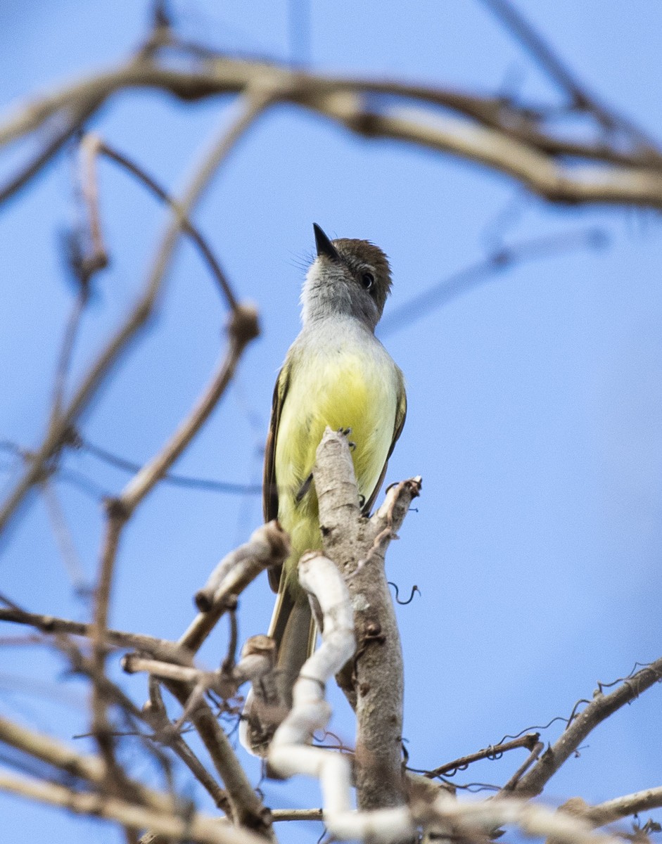 Yucatan Flycatcher - ML230631301