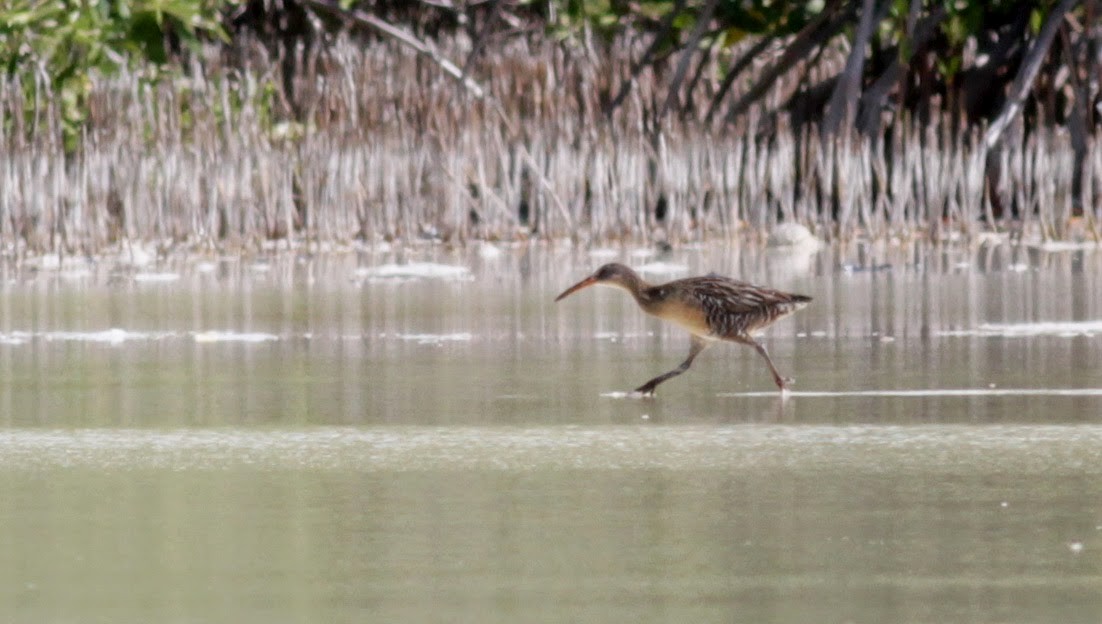 Clapper Rail - ML23063131