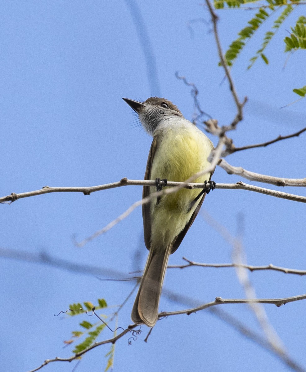 Yucatan Flycatcher - ML230631311