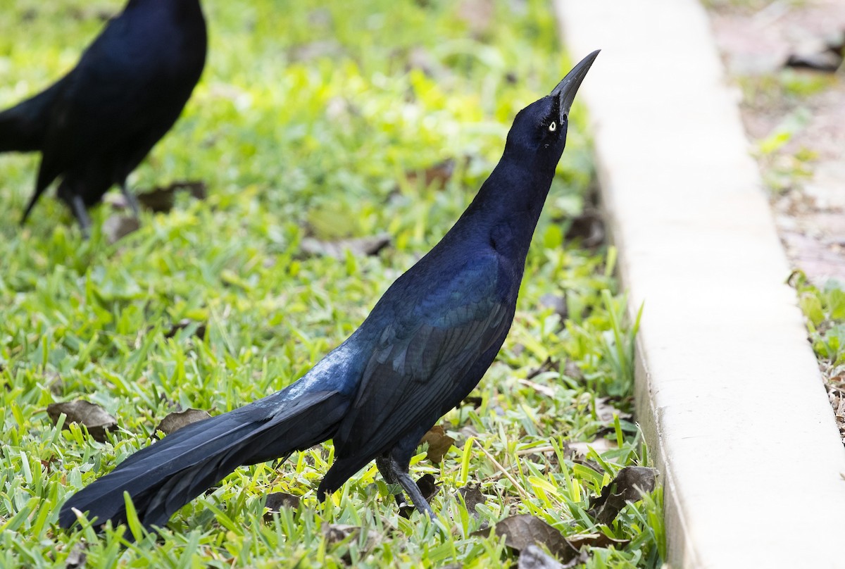 Great-tailed Grackle - ML230631741