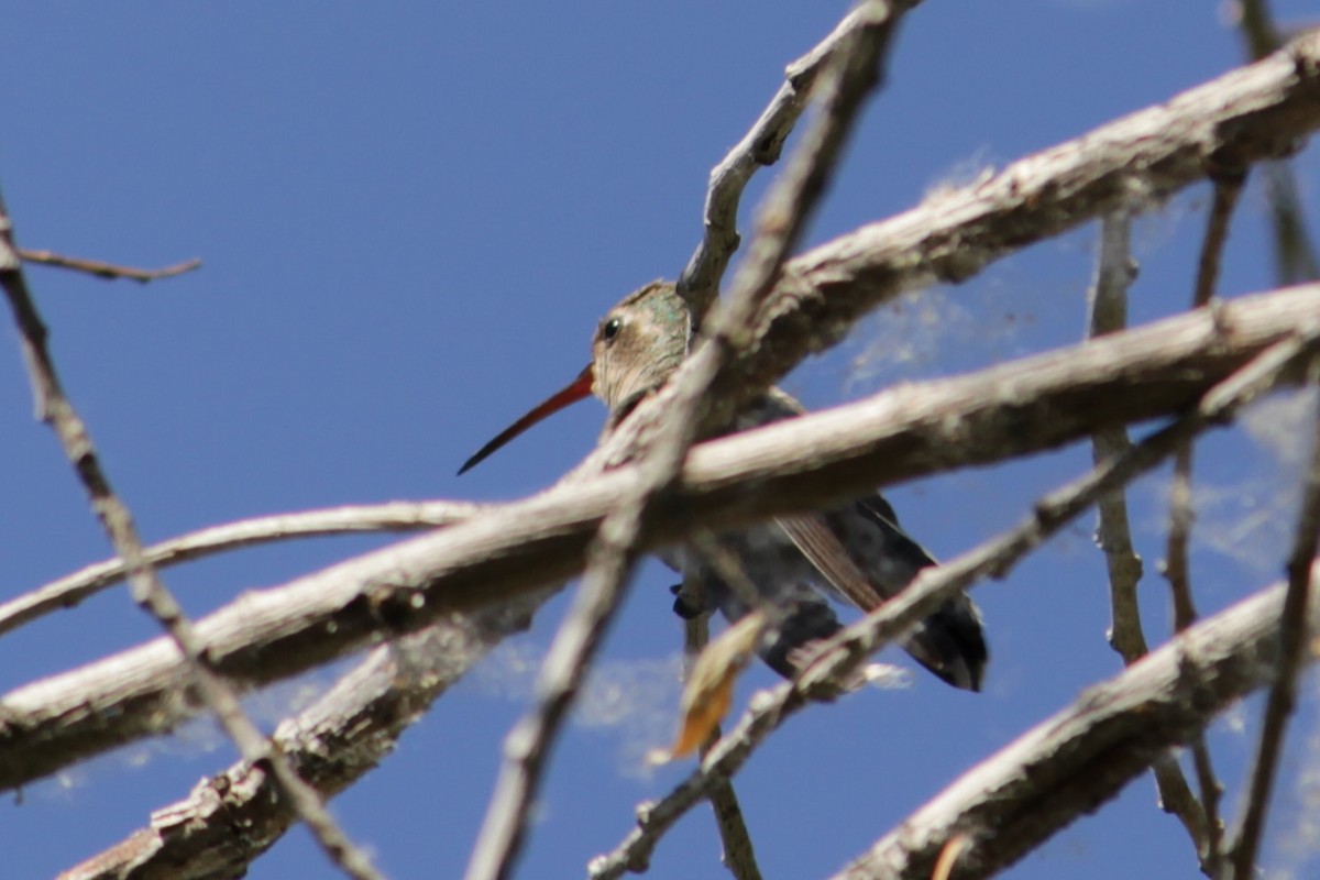 Broad-billed Hummingbird - ML230632101