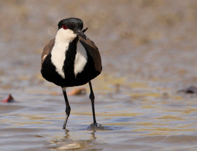 Spur-winged Lapwing - ML230632511