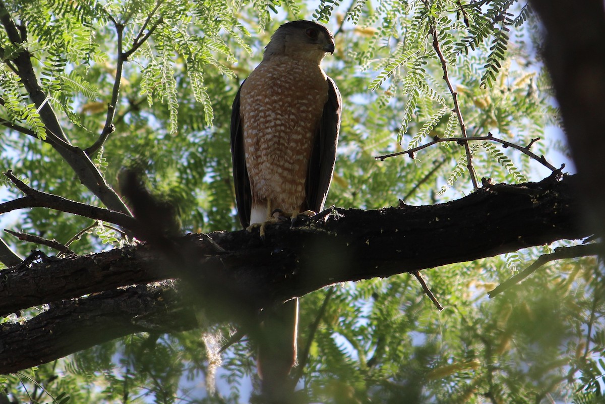 Cooper's Hawk - Elizabeth  Ademi