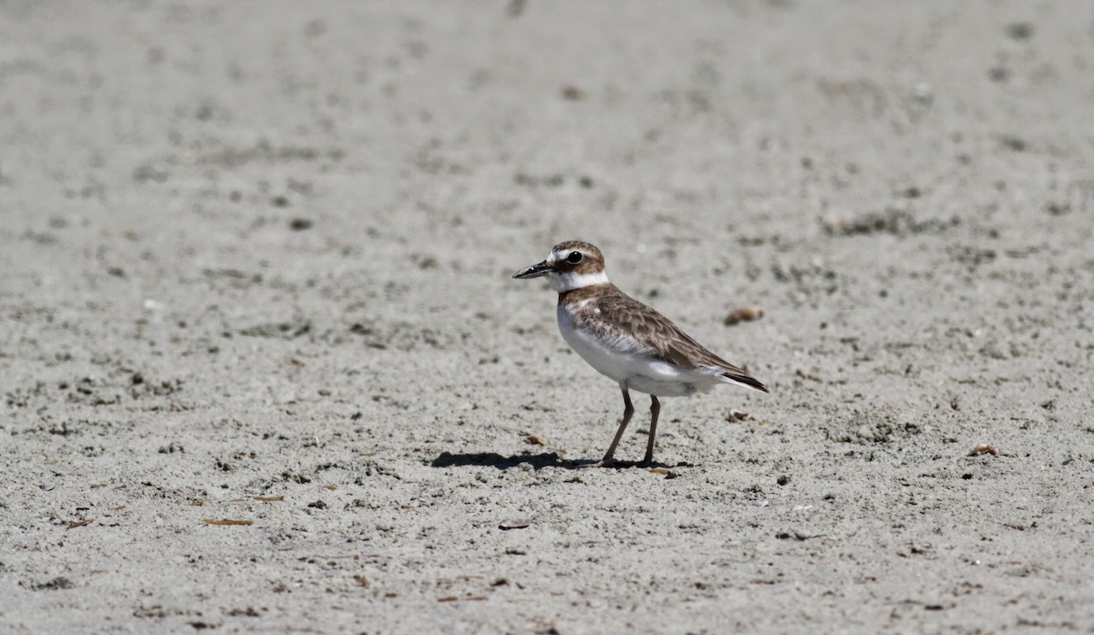 Wilson's Plover - ML23063431