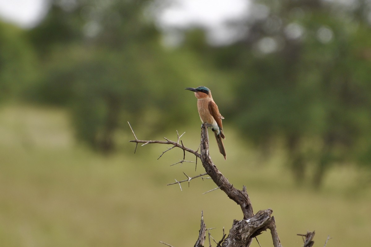 Southern Carmine Bee-eater - ML230634491